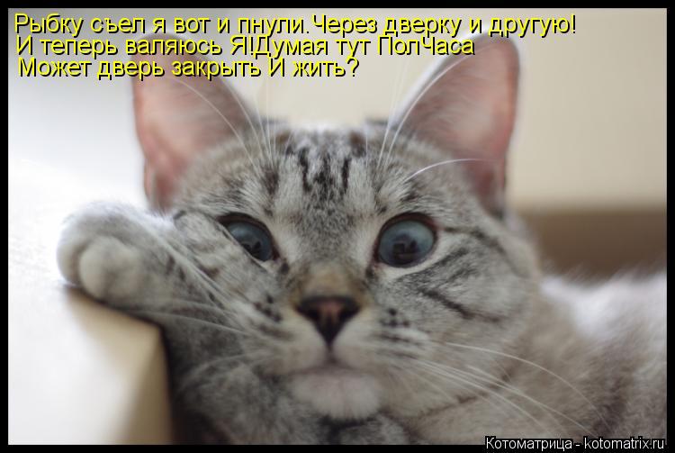 Котоматрица: Рыбку съел я вот и пнули.Через дверку и другую! И теперь валяюсь Я!Думая тут ПолЧаса Может дверь закрыть И жить?