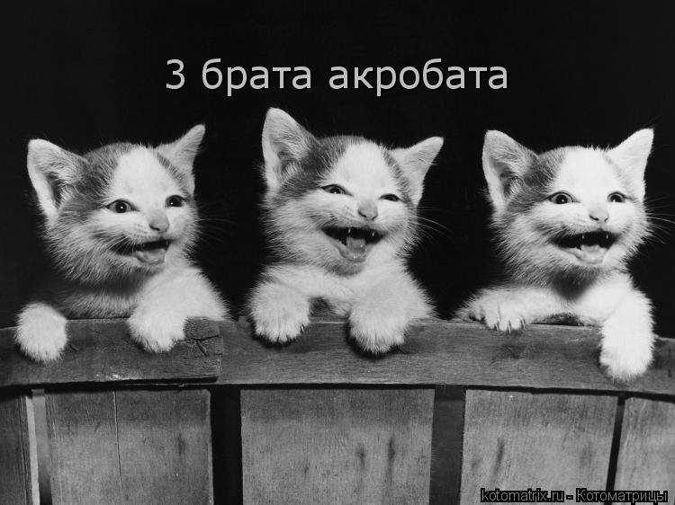 3 брата акробата... Котоматрица: 3 брата акробата
