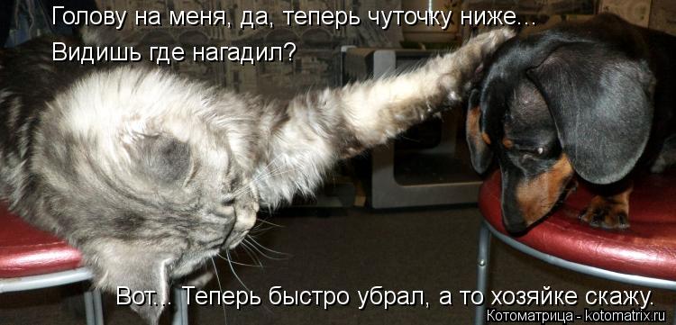 Голову на меня, да, теперь чуточку ниже... Видишь где нагадил? Вот... Теперь быстро убрал, а то хозяй... Котоматрица: Голову на меня, да, теперь чуточку ниже... Видишь где нагадил? Вот... Теперь быстро убрал, а то хозяйке скажу.
