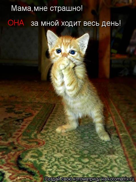 Котоматрица: Мама,мне страшно! ОНА за мной ходит весь день!