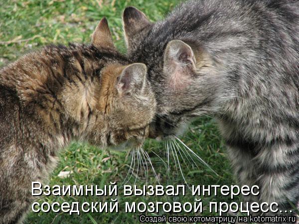 Котоматрица: Взаимный вызвал интерес соседский мозговой процесс...