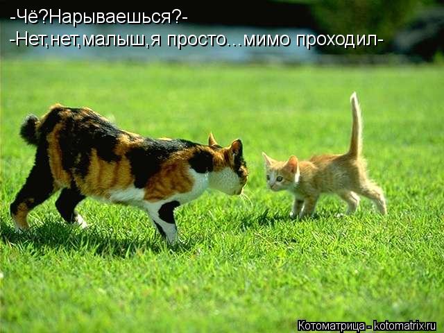 -Чё?Нарываешься?- -Нет,нет,малыш,я просто...мимо проходил-... Котоматрица: -Чё?Нарываешься?- -Нет,нет,малыш,я просто...мимо проходил-