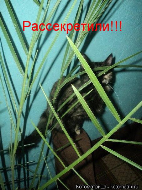 Котоматрица: Рассекретили!!!