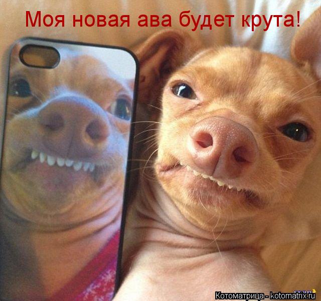 Моя новая ава будет крута!... Котоматрица: Моя новая ава будет крута!