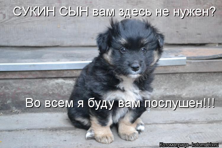 СУКИН СЫН вам здесь не нужен? Во всем я буду вам послушен!!!... Котоматрица: СУКИН СЫН вам здесь не нужен? Во всем я буду вам послушен!!!