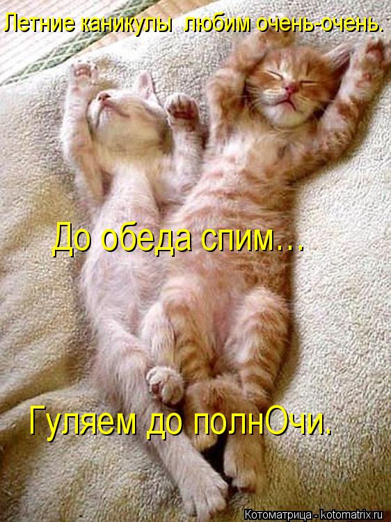 Летние каникулы любим очень-очень. До обеда спим… Гуляем до полнОчи.... Котоматрица: Летние каникулы любим очень-очень. До обеда спим… Гуляем до полнОчи.