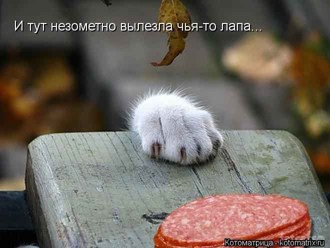 И тут незометно вылезла чья-то лапа...... Котоматрица: И тут незометно вылезла чья-то лапа...