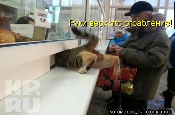 Руки верх это ограбление!... Котоматрица: Руки верх это ограбление!