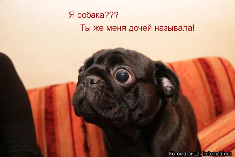Котоматрица: Я собака??? Ты же меня дочей называла!