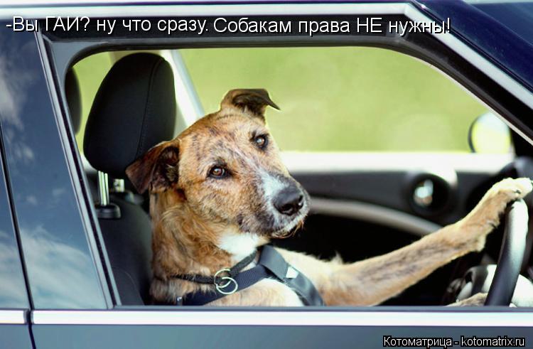 -Вы ГАИ? ну что сразу. Собакам права НЕ нужны!... Котоматрица: -Вы ГАИ? ну что сразу. Собакам права НЕ нужны!