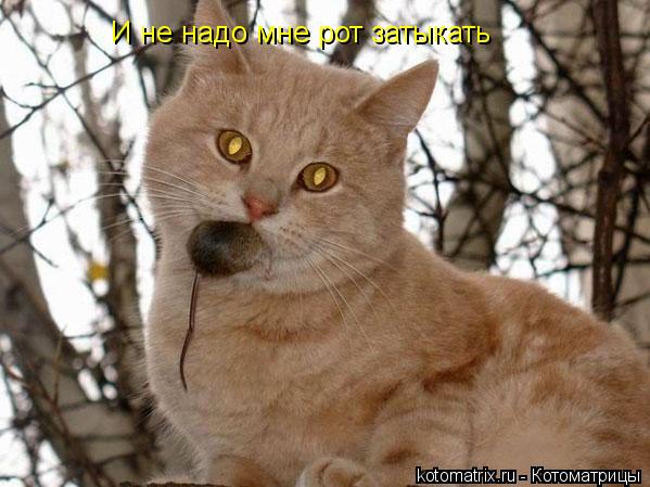 И не надо мне рот затыкать... Котоматрица: И не надо мне рот затыкать
