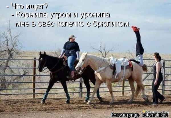 - Что ищет? мне в овёс колечко с брюликом. - Кормила утром и уронила... Котоматрица: - Что ищет? мне в овёс колечко с брюликом. - Кормила утром и уронила
