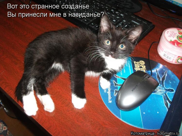 Котоматрица: Вот это странное созданье Вы принесли мне в назиданье?