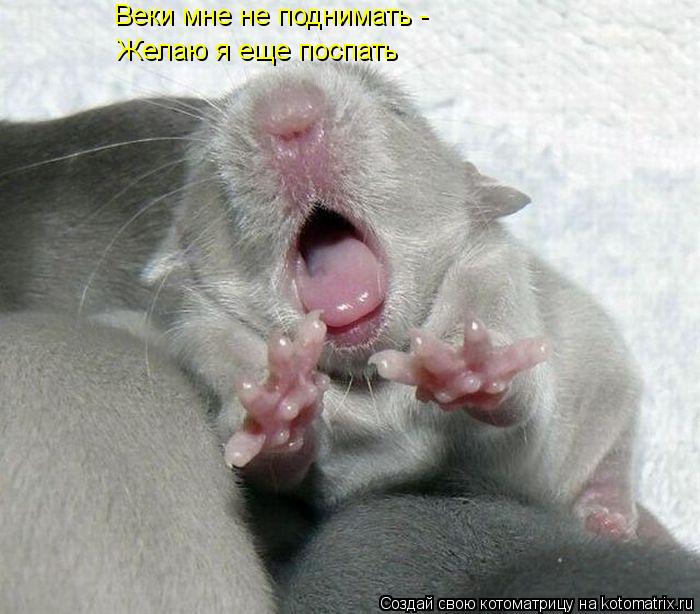 Котоматрица: Веки мне не поднимать - Желаю я еще поспать