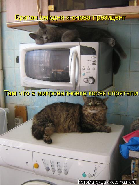 Братан сегодня я снова президент Там что в микровалновке косяк спрятали... Котоматрица: Братан сегодня я снова президент Там что в микровалновке косяк спрятали