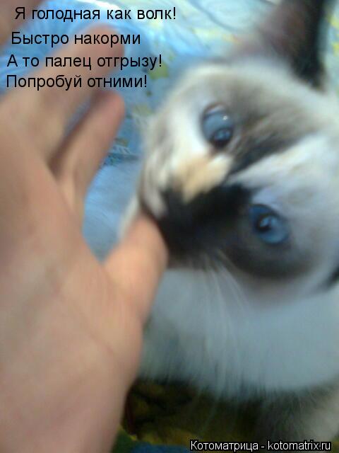 Я голодная как волк! Быстро накорми А то палец отгрызу! Попробуй отними!... Котоматрица: Я голодная как волк! Быстро накорми А то палец отгрызу! Попробуй отними!