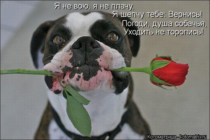 Я не вою, я не плачу, Я шепчу тебе: Вернись! Погоди, душа собачья, Уходить не торопись!... Котоматрица: Я не вою, я не плачу, Я шепчу тебе: Вернись! Погоди, душа собачья, Уходить не торопись!