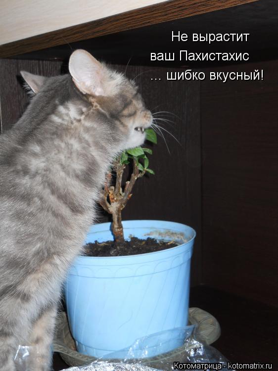 Котоматрица: Не вырастит  ваш Пахистахис ... шибко вкусный!