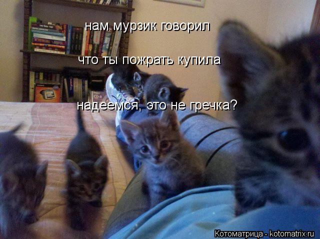 нам мурзик говорил что ты пожрать купила надеемся, это не гречка?... Котоматрица: нам мурзик говорил что ты пожрать купила надеемся, это не гречка?