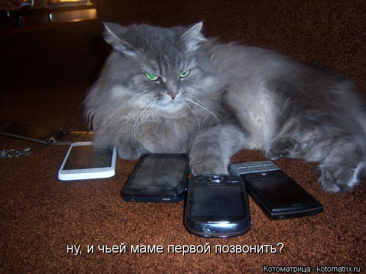 ну, и чьей маме первой позвонить?... Котоматрица: ну, и чьей маме первой позвонить?