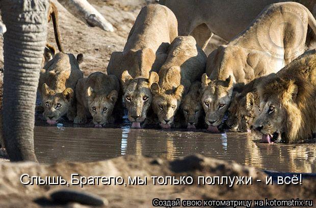 Котоматрица: Слышь,Братело,мы только поллужи - и всё!