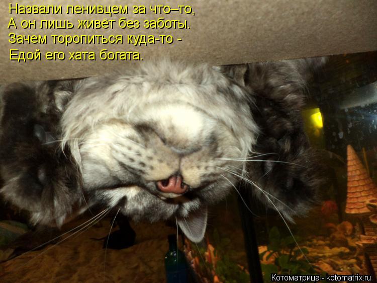 Котоматрица: Назвали ленивцем за что–то, А он лишь живёт без заботы. Зачем торопиться куда-то - Едой его хата богата.