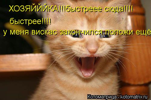 ХОЗЯЙЙЙКА!!!быстреее сюда!!!! быстрее!!!! у меня вискас закончился положи ещё... Котоматрица: ХОЗЯЙЙЙКА!!!быстреее сюда!!!! быстрее!!!! у меня вискас закончился положи ещё
