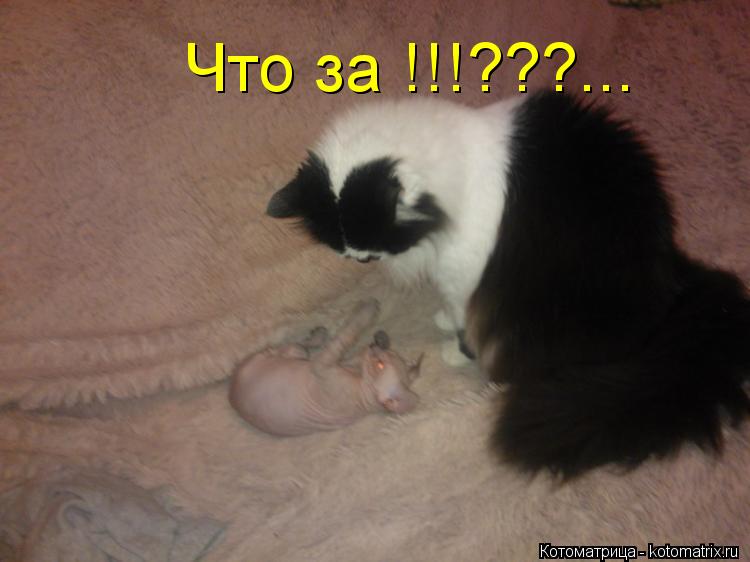 Что за !!!???...... Котоматрица: Что за !!!???...