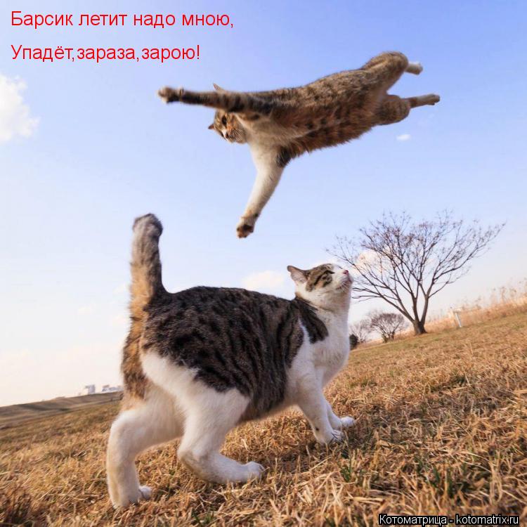 Котоматрица: Барсик летит надо мною, Упадёт,зараза,зарою!