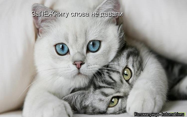 Котоматрица: ЗаЛЁЖнику слова не давали