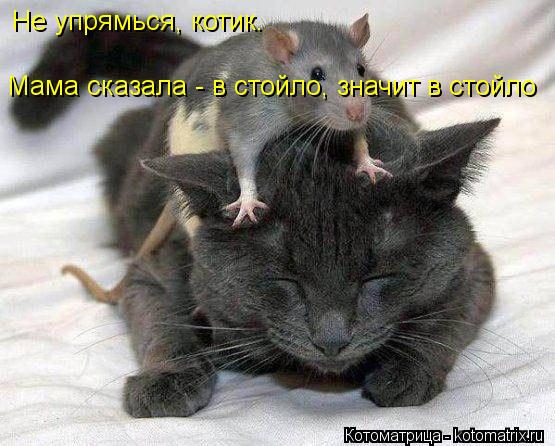 Не упрямься, котик. Мама сказала - в стойло, значит в стойло... Котоматрица: Не упрямься, котик. Мама сказала - в стойло, значит в стойло