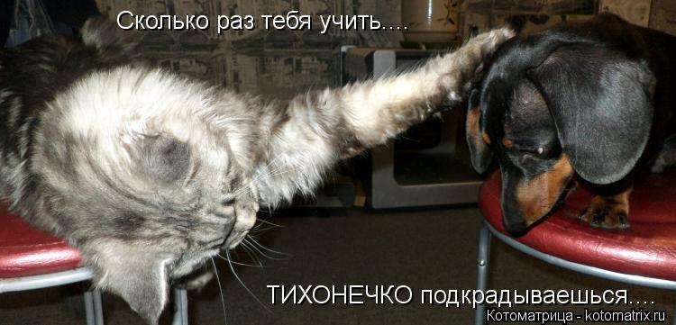 Сколько раз тебя учить.... ТИХОНЕЧКО подкрадываешься....... Котоматрица: Сколько раз тебя учить.... ТИХОНЕЧКО подкрадываешься....