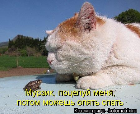 Мурзик, поцелуй меня, потом можешь опять спать... Котоматрица: Мурзик, поцелуй меня, потом можешь опять спать