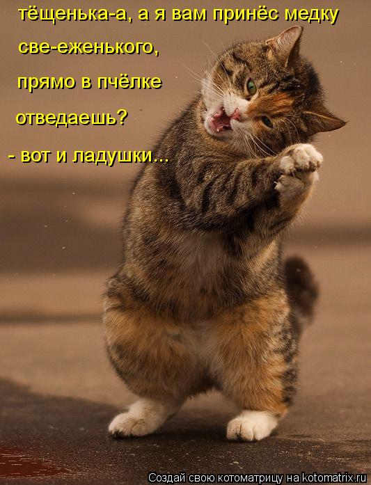 тёщенька-а, а я вам принёс медку све-еженького, прямо в пчёлке отведаешь? - вот и ладушки...... Котоматрица: тёщенька-а, а я вам принёс медку све-еженького, прямо в пчёлке отведаешь? - вот и ладушки...