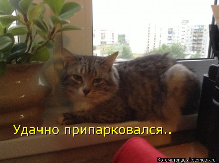 Удачно припарковался..... Котоматрица: Удачно припарковался..