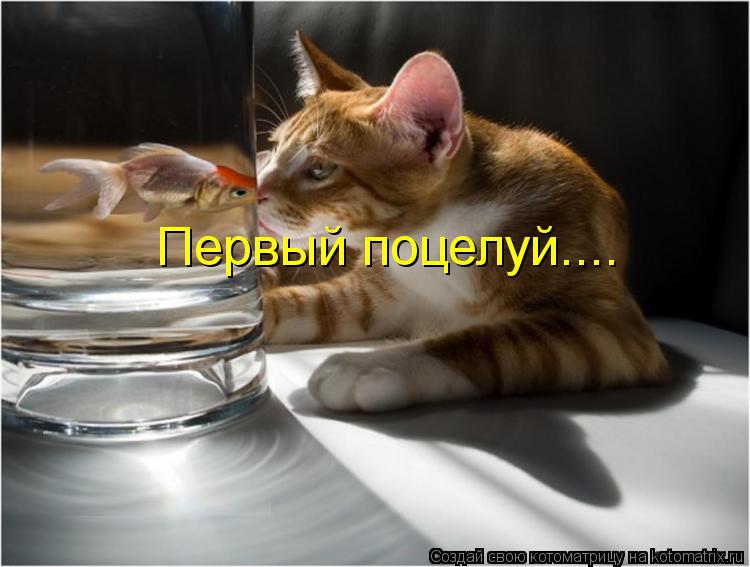 Первый поцелуй....... Котоматрица: Первый поцелуй....