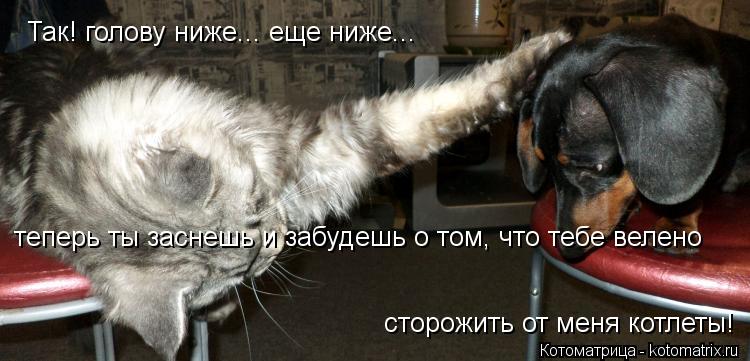 Так! голову ниже... еще ниже... теперь ты заснешь и забудешь о том, что тебе велено сторожить от ме... Котоматрица: Так! голову ниже... еще ниже... теперь ты заснешь и забудешь о том, что тебе велено сторожить от меня котлеты!