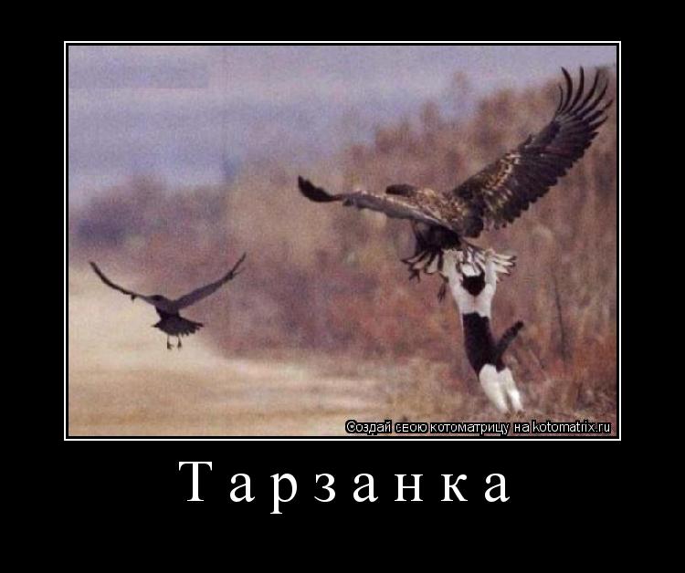 Котоматрица: Тарзанка 
