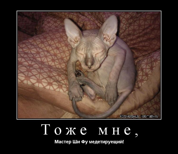 Тоже мне, Мастер Ши Фу медетируещий!... Котоматрица: Тоже мне, Мастер Ши Фу медетируещий!