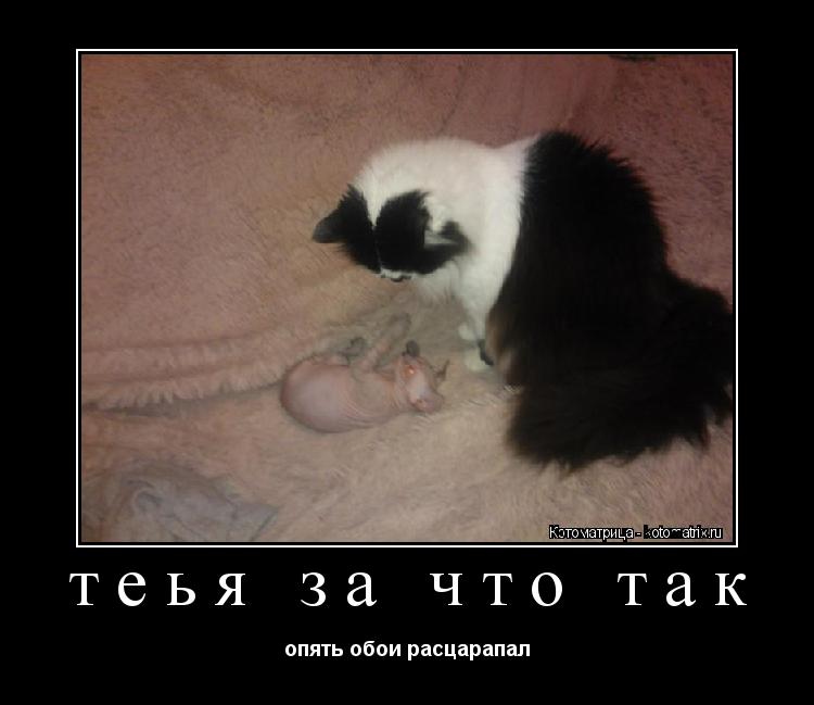 теья за что так опять обои расцарапал... Котоматрица: теья за что так опять обои расцарапал