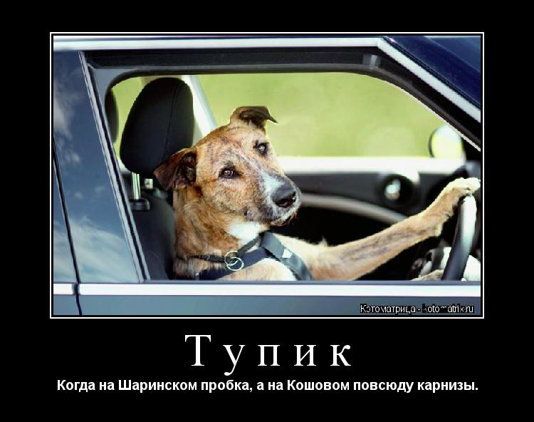 Тупик Когда на Шаринском пробка, а на Кошовом повсюду карнизы.... Котоматрица: Тупик Когда на Шаринском пробка, а на Кошовом повсюду карнизы.