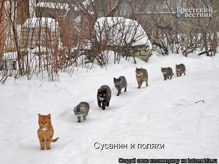 Cусанин и поляки... Котоматрица: Cусанин и поляки