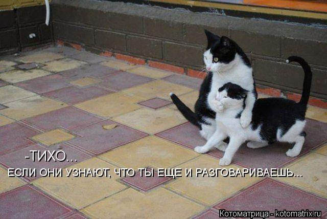 -ТИХО... ЕСЛИ ОНИ УЗНАЮТ, ЧТО ТЫ ЕЩЕ И РАЗГОВАРИВАЕШЬ...... Котоматрица: -ТИХО... ЕСЛИ ОНИ УЗНАЮТ, ЧТО ТЫ ЕЩЕ И РАЗГОВАРИВАЕШЬ...