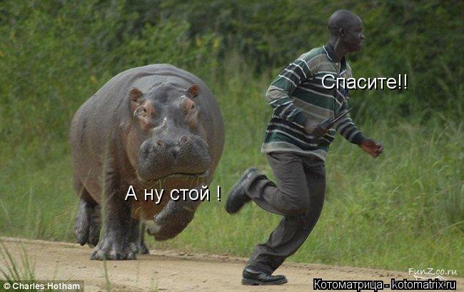А ну стой ! Спасите!!... Котоматрица: А ну стой ! Спасите!!