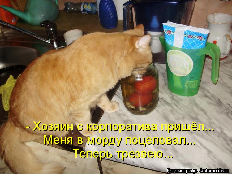 - Хозяин с корпоратива пришёл... Меня в морду поцеловал... Теперь трезвею...... Котоматрица: - Хозяин с корпоратива пришёл... Меня в морду поцеловал... Теперь трезвею...