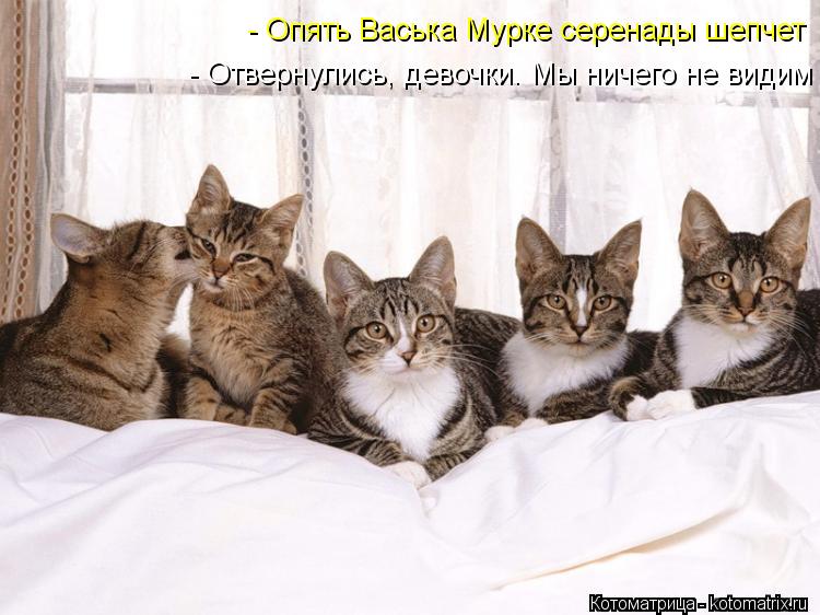 - Опять Васька Мурке серенады шепчет - Отвернулись, девочки. Мы ничего не видим... Котоматрица: - Опять Васька Мурке серенады шепчет - Отвернулись, девочки. Мы ничего не видим