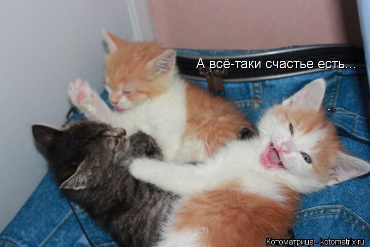 А всё-таки счастье есть...... Котоматрица: А всё-таки счастье есть...