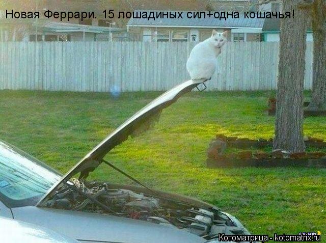 Новая Феррари. 15 лошадиных сил+одна кошачья!... Котоматрица: Новая Феррари. 15 лошадиных сил+одна кошачья!