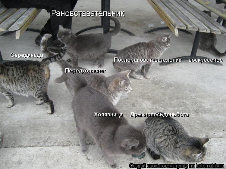 Рановставательник Серединада Передхолявнег Холявница Дрыхновесьденьбота Послерановставательник ... Котоматрица: Рановставательник Серединада Передхолявнег Холявница Дрыхновесьденьбота Послерановставательник воскресенье