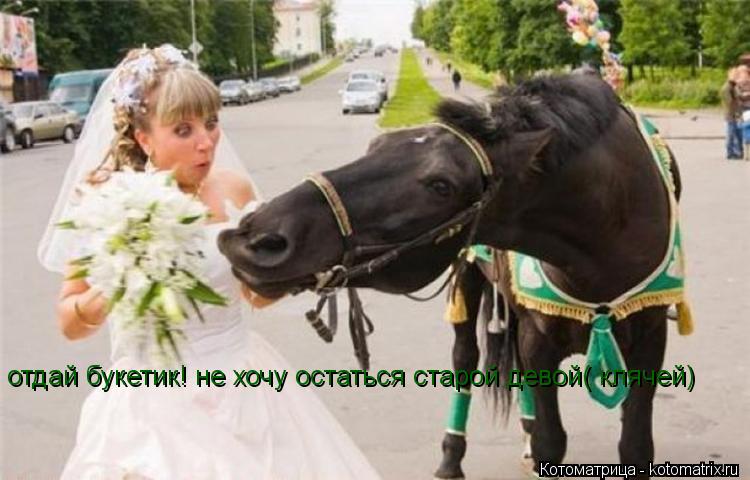 отдай букетик! не хочу остаться старой девой( клячей)... Котоматрица: отдай букетик! не хочу остаться старой девой( клячей)